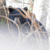 Black Bear, December 21, 2012, Juneau