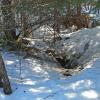 Black Bear den
