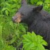 black bear eating in the rain