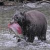 Black Bear (large) with Sockeye Salmon
