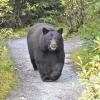 Black Bear, meeting her on the trail