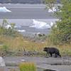 Black Bear, old, with icebergs