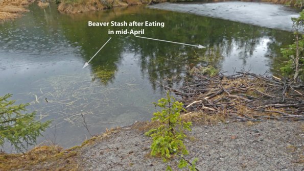Beaver-Stash-after-Eating