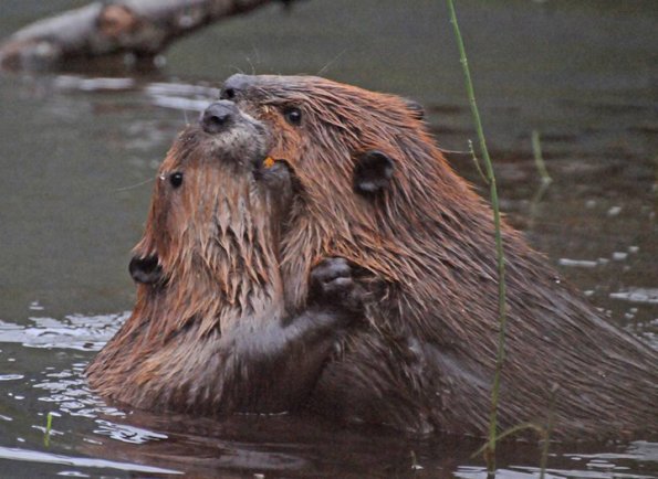 beaver-adult-interacting-with-yearling