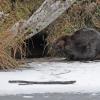 Beavers