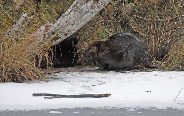 beaver-at-kingfisher-pond