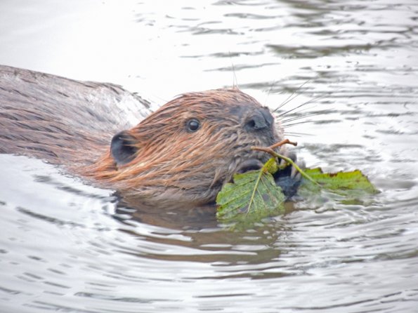 beaver-eating-alder-cone-at-kingfisher-pond