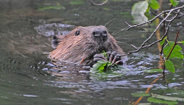 beaver-eating-alder-leaves