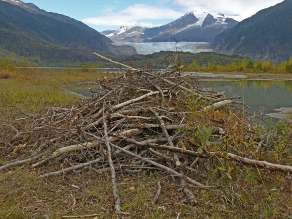 beaver-house-old-river-channel-outlet