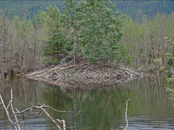 beaver-house