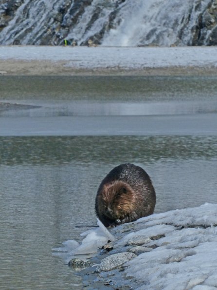 beaver-nugget-falls-april-29-2013