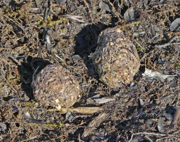 beaver-scat-mendenhall-valley-Oct-6-2015