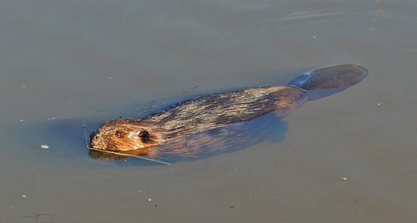 beaver-showing-tail_1346130864