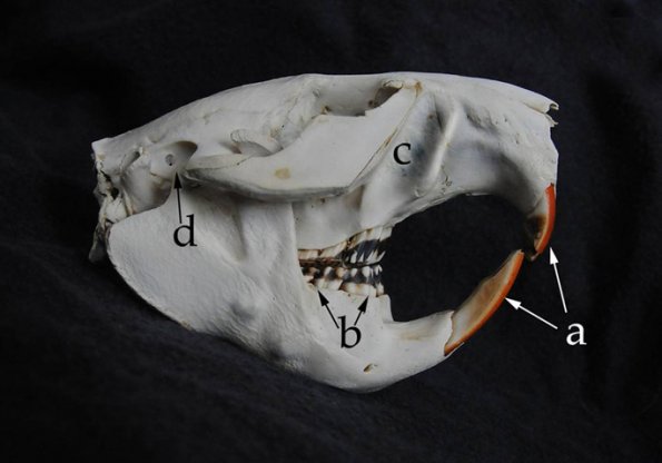 beaver-skull
