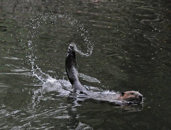 beaver-slapping-tail