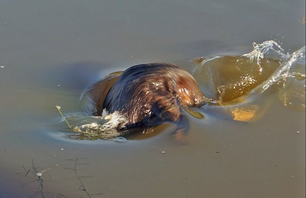 beaver-starting-to-dive