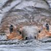 beaver-swimming