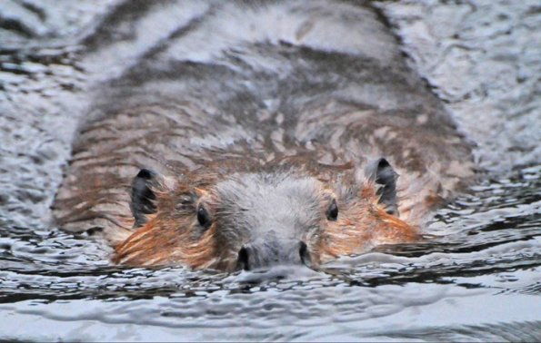 beaver-swimming