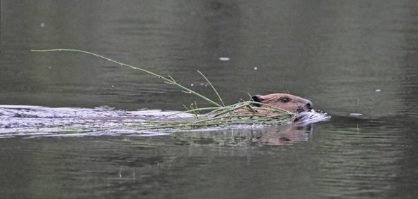 beaver-with-horsetail