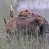 beavers-grooming-each-other