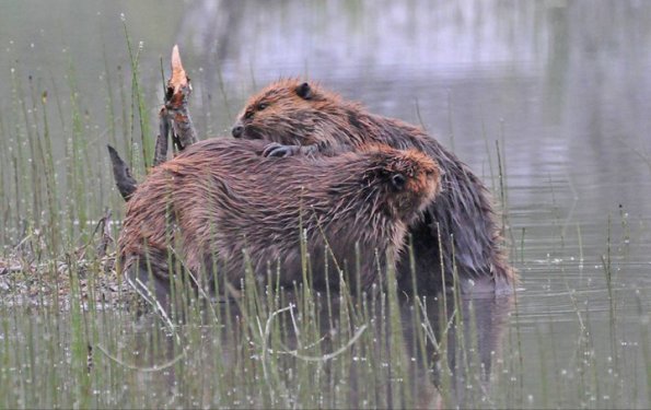 beavers-grooming-each-other