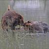 beavers-touching-noses