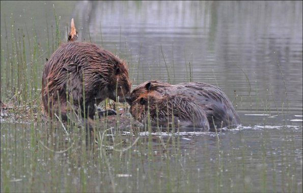 beavers-touching-noses