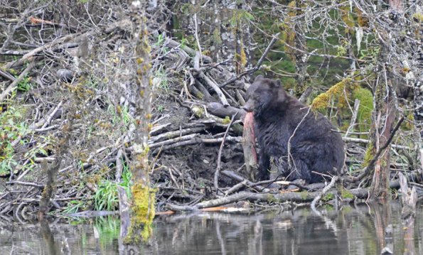 black-bear-digging-salmon-out-of-beaver-house