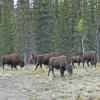 Wood Bison 1