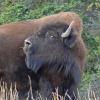 Wood Bison 2