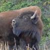 wood-bison-2