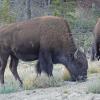 wood-bison-3