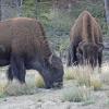 Wood Bison 3