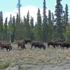 Bison