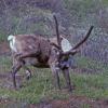 caribou-1-denali-n.-park