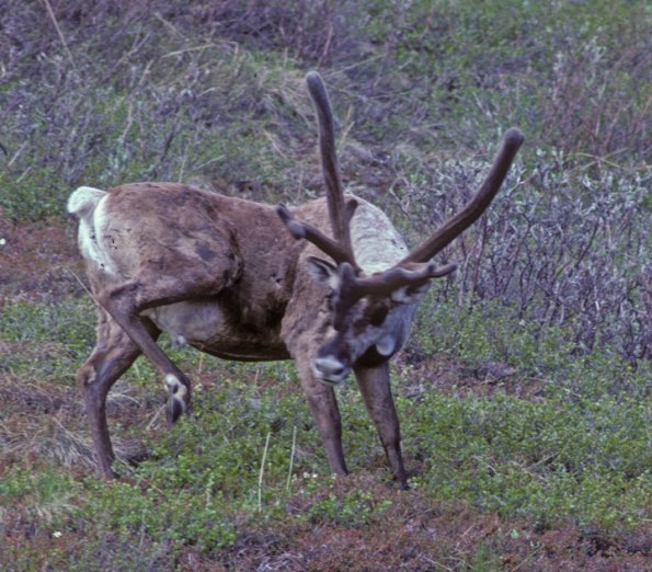 caribou-1-denali-n.-park