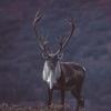 caribou-2-denali-n