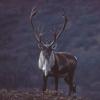 Caribou