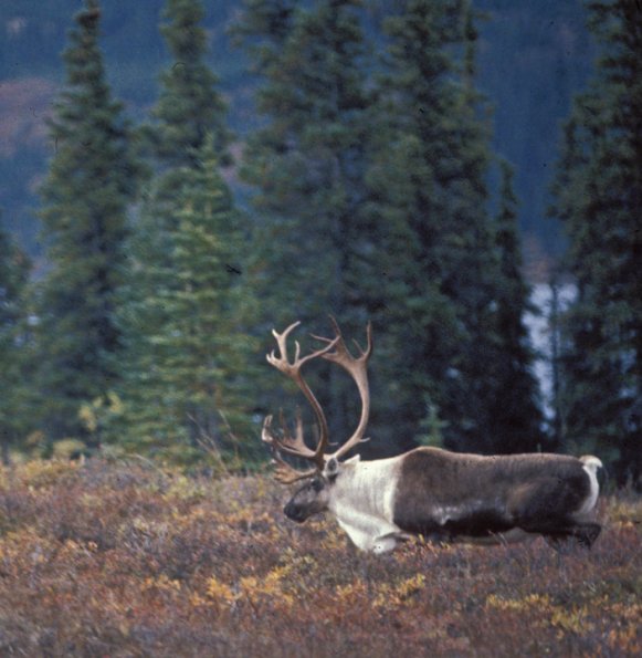 caribou-3-denali-n