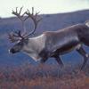 caribou-5-denali-n.p.