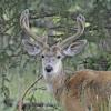 Mule Deer buck (captive)