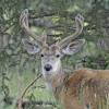 mule-deer-buck-captive-