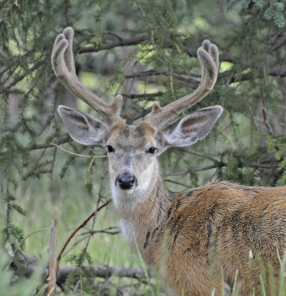 mule-deer-buck-captive-
