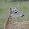 Mule Deer doe profile (captive)