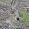 mule-deer-fawn-captive-
