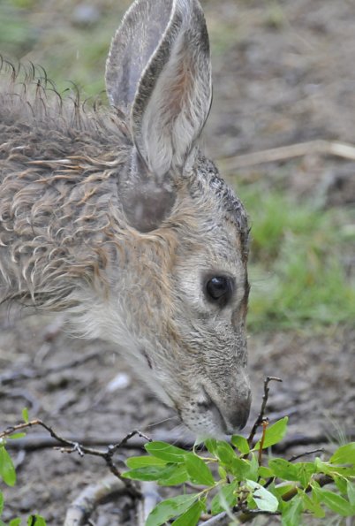 mule-deer-fawn-captive-