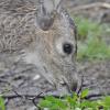 Mule Deer fawn (captive)