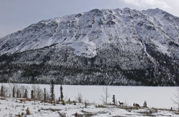 mule-deer-near-whitehorse