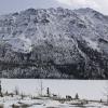 Mule Deer near Whitehorse