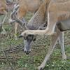 Mule Deer scratching itself with antlers